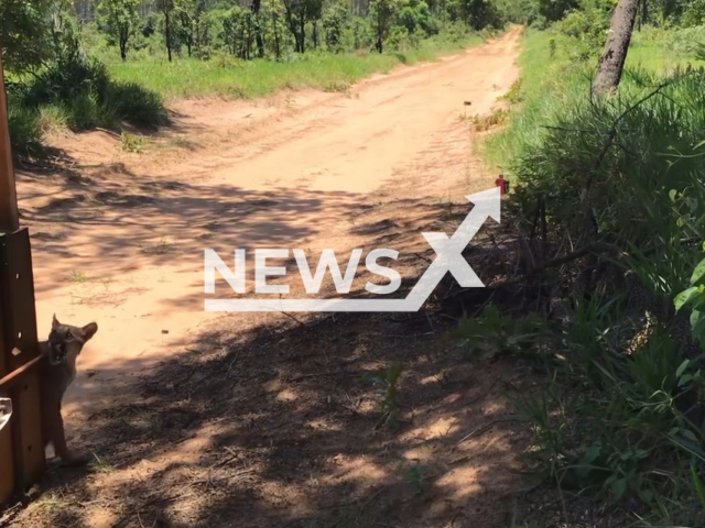 A cougar cub (Puma concolor) looks at rescuer after it was  released into an ecological reserve in Luis Antonio, Brazil, on Monday, Nov. 6, 2023. It was rescued  after spending the entire morning on top of a tree. Note: Picture is a screenshot from the video. (@pmambientalsp/Newsflash)