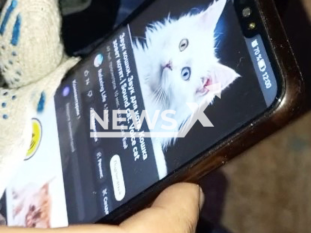 Rescuers lure a stuck kitten out of a trap by turning on the record of the meowing mother cat from internet in Jewish Autonomous Oblast, Russia on Saturday, Nov. 4, 2023. The woman, who called the rescuers, adopted the kitten. Note: Picture is a screenshot from a video (@mchseao/Newsflash)