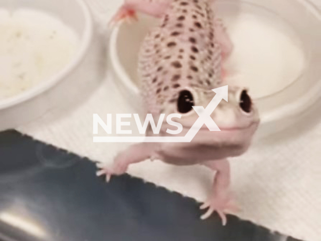 Photo shows illustrative image of a Gecko, undated. Child, 11, is in serious condition in hospital after his stepmother forced him to eat Gecko in Formosa, Brazil.
Note: Photo is a screenshot from a video(Newsflash).