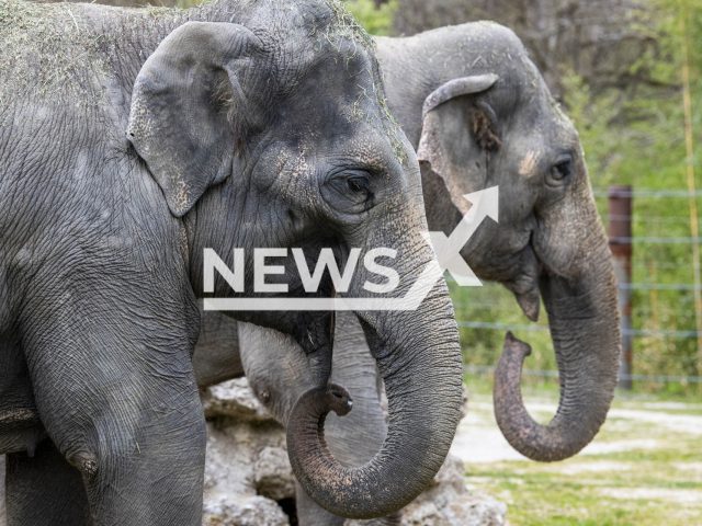 Image shows Asian elephants (Elephas maximus) Panang and Mangala, undated photo. Panang, 34, will move back to the Zurich Zoo, in Switzerland, at the end of November 2023. Note: Licensed content. (Hellabrunn Zoo, Marc Mueller/Newsflash)