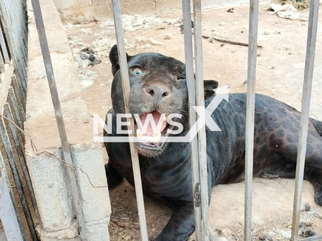 Picture shows the  jaguar (Panthera onca), undated. It attacked a girl, 3 tearing off her arm on ranch  in Namiquipa, Mexico. 
 
Note: FGE photo. (Fiscalia General del Estado de Chihuahua/Newsflash )