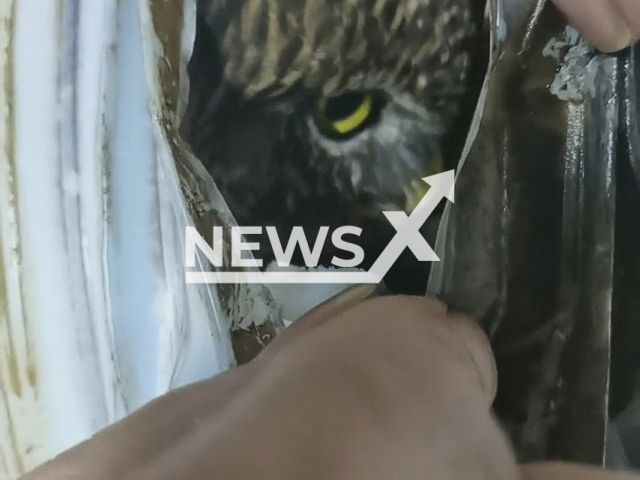 Man finds owl nest in range hood pipe in Changde, China. Note: Picture is a screenshot from a video (1137153277/AsiaWire)