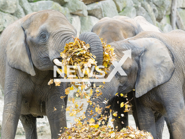 Photo shows African Elephants in Zoo Vienna, undated. The animals were munching on a pile of fallen leaves. 
Note: Licensed photo(Daniel Zupanc/Newsflash).