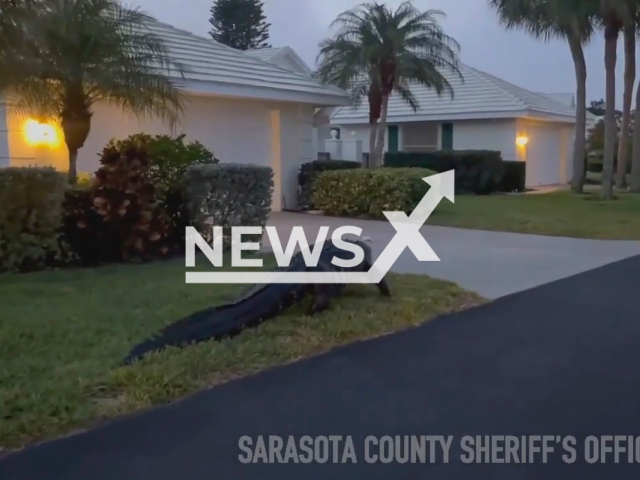 Massive alligator roams yards in a neighborhood in Venice, Tampa, Florida, USA. Note: Picture is a screenshot from a video (@SarasotaCountySheriff/Newsflash)