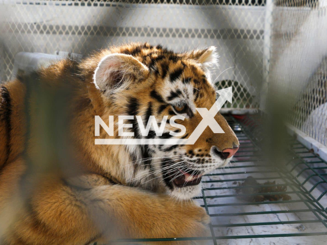 Picture shows the tiger cub, undated. Police rescued a lion cub, a panther and a tiger during a search for a criminal leader in Tanhuato, Mexico. Note: Private photo. (@SeguridadPublicaMich/Newsflash)