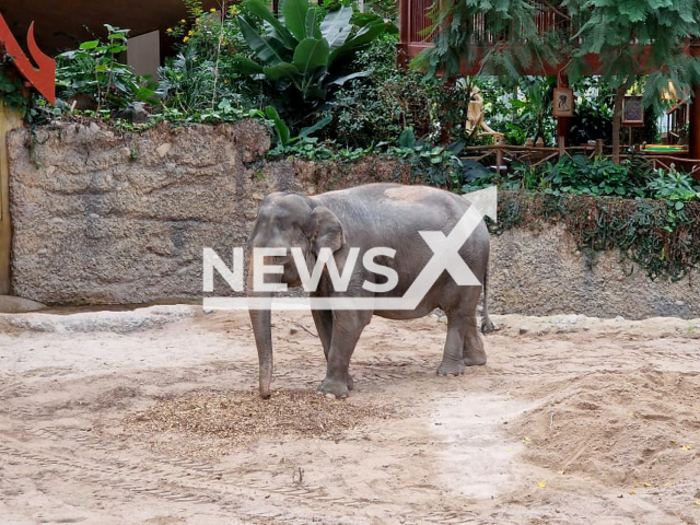 Image shows Asian elephant (Elephas maximus) Panang at the Kaeng Krachan Elephant Park, in Zurich, Switzerland, undated photo. Panang, 34, was transferred back to the Swiss zoo on Tuesday, Nov. 21, 2023. Note: Licensed content. (Zurich Zoo, Nicole Schnyder/Newsflash)