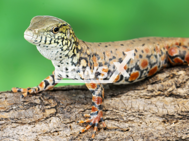 Photo shows young crocodile-tailed tegu from Schoenbrunn Zoo, undated. The Zoo is the first in the world to have successfully bred the South American lizard. Note: Licensed photo(Daniel Zupanc/Newsflash).