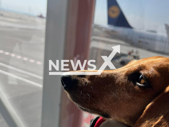 Photo shows the Dachshund Fine at Hamburg Airport, undated. Couple Marie Rienecker and Kim C. Birtel sue 'Eurowings' after the dog was thrown off a plane. Note: Photo with permission obtained(Marie Rienecker/Newsflash).