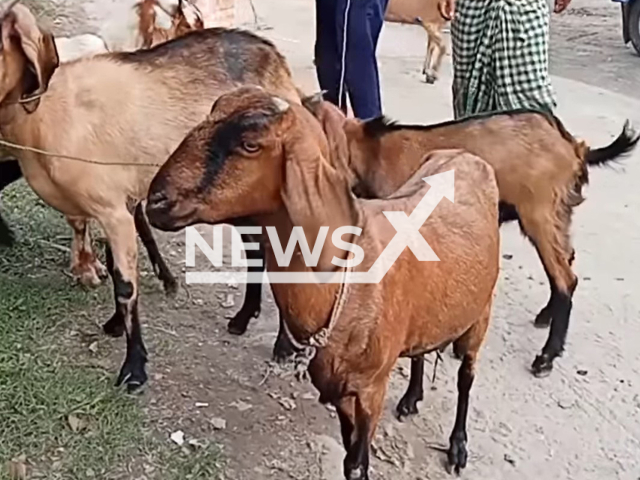 Picture shows the goats, undated. Nine goats were freed after one year in jail for eating grass in Barishal, Bangladesh. Note: Image is a screenshot from video. (Newsflash)