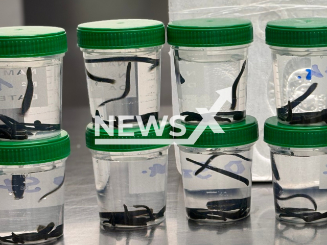 Image shows the protected leeches, undated photo. They were found in the luggage of a woman at the Stuttgart Airport, Germany, on Sunday, Nov. 26, 2023. Note: Licensed content. (Main Customs Office Stuttgart/Newsflash)