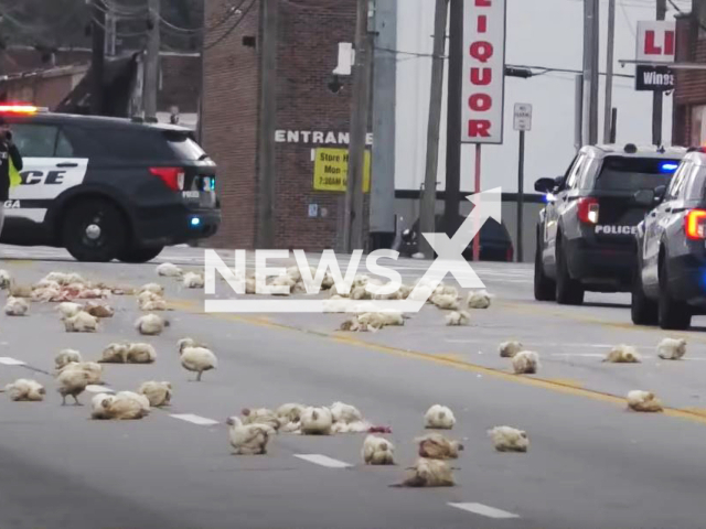 Picture shows the chickens on the road, in Chattanooga, Tennessee, USA, on Monday, Nov. 28, 2023. They were abele to escape a truck during transport.  Note: Photo is a screenshot from video. (Newsflash)