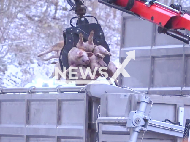 Photo shows the dead piglets while being removed from the road, undated. 100 piglets died in when animal transport truck overturned near Bad Urach on Tuesday, November 28, 2023.
Note: Photo is a screenshot from a video(Newsflash).