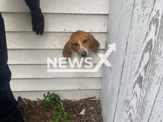 Photo shows the dog named Spike, undated. The animal was rescued after getting his head stuck in a dryer vent at his owner's house in South Carolina, in December 2023.
Note: Licensed photo(@sumterscpolice/Newsflash).