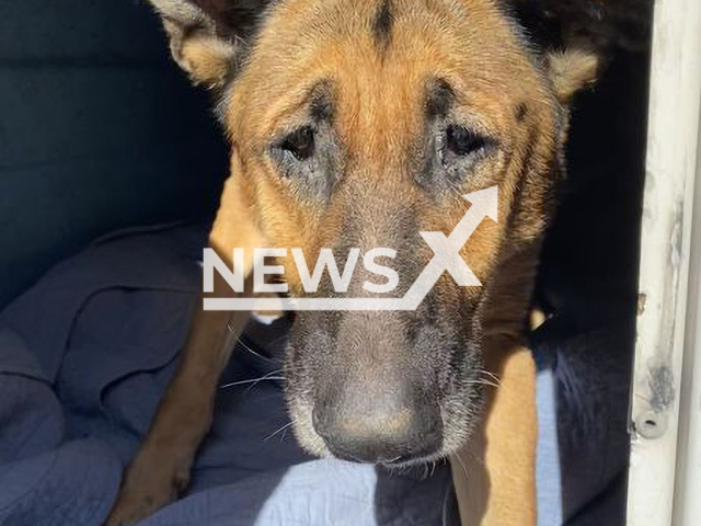 Photo shows one of the dogs rescued in Citrus County, undated. 18 dogs, 11 puppies and 73 birds were rescued as part of an animal cruelty investigation.
Note: Licensed photo(Citrus County Sheriff's Office/Newsflash).