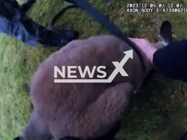 Police capture a runaway kangaroo  in Durham, Ontario, Canada, on Monday, Dec. 4, 2023. She was returned to the zoo and will make a full recovery. Note: Picture is screenshot from a video. (Durham Regional Police/Clipzilla)