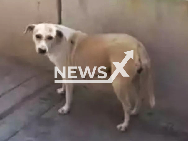 Picture shows the dog, undated. A   stray dog ​​saved a family from a possible explosion after unknown individuals left an explosive in front of the home with the  intention of extorting money  and the dog extinguished the fuse by urinating on it, in El Porvenir, Peru, Wednesday, Nov.  29, 2023.   
Note: Private photo. (Newsflash)