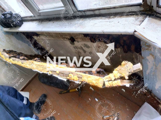 Photo shows bats found inside an apartment in Bender, Moldova, undated. A nest of around 500 bats was found inside the home after a family heard strange noises. Note: Licensed photo (@GUpCS/Newsflash)