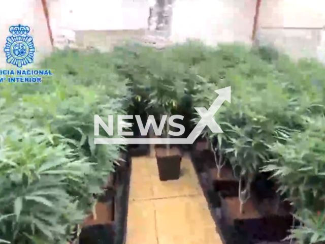 Image shows the cannabis plantation, undated photo. It was uncovered by cops in the city of Barcelona, Spain, on Thursday, Dec. 7, 2023. Note: Photo is a screenshot from a video. (Polcia National/Clipzilla)