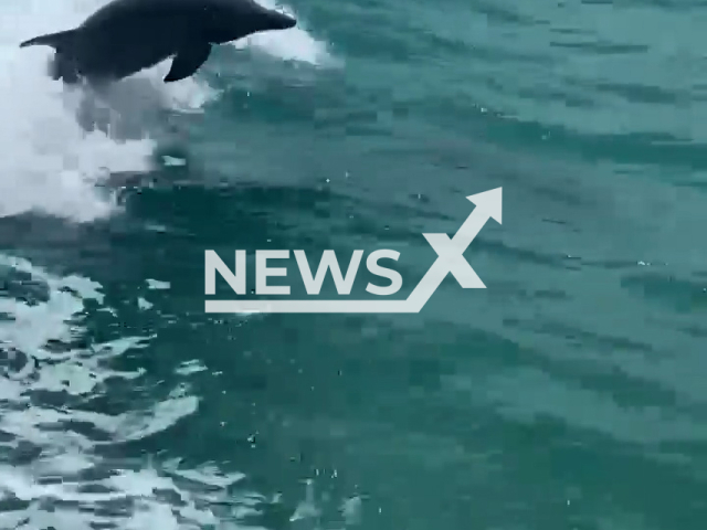 Dolphins following two Sarasota police officers on a vessel in April 2022. Note: This picture is a screenshot from the video (Sarasota Police Department/Newsflash).