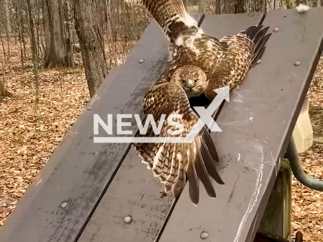 Orleans County ECO Fonda rescued a trapped hawk at Lakeside State Park in Carlton in April 2022. Note: This picture is a screenshot from the video (NYS Department of Environmental Conservation/Newsflash).