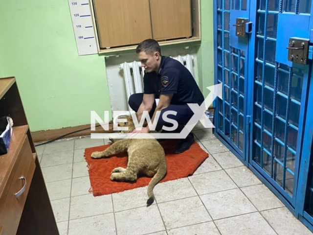 Picture shows a police officer with seized lion cub in Pervomaysky District, Orenburg Oblast, Russia, undated. Police seized lion cub from the driver who tried to smuggle it from Russia in refrigerator truck. Note: Licensed photo from the Regional Ministry of Internal Affairs of Russia for the Orenburg region. (@police_law56/Newsflash)