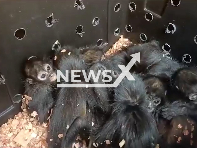 Photo shows the spider monkeys rescued by Profepa, undated. The animals were found with signs of dehydration and stress in Chiapas. Note: Picture is screenshot from a video. (@PROFEPA_Mx/Newsflash)