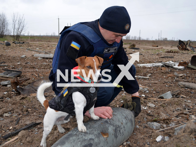 Patron, a dog that helps the Ukrainian Army clear shells, mortars, grenades, ammunition on 19th April, in Shestovytsia, in Chernihiv region, Ukraine.
Note: Government photo. (State Emergency Service of Ukraine/Newsflash)