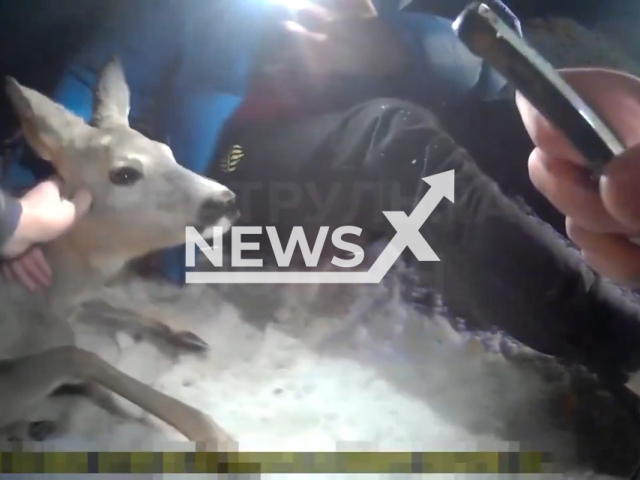 Police rescue a wounded deer in Lviv, Ukraine. The animal was taken to a rescue and will undergo rehabilitation, and after that  will return to the wild, it is suspected that it was hit by a car.  Note: Picture is screenshot from a video. (@MVS_UA/Newsflash)