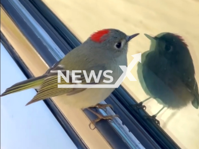 A bird visits a police car, in Fulshear, Texas, USA. Note: Picture is a screenshot from the video. (Fulshear Police/Clipzilla)