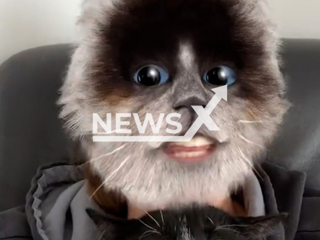 A woman named Anne who used a car filter on her face filmed her stunned cat Pixel's reaction and shared it on TikTok on 26th March 2022. Note: This picture is a screenshot from the video (@kittanne_pixel/Newsflash).