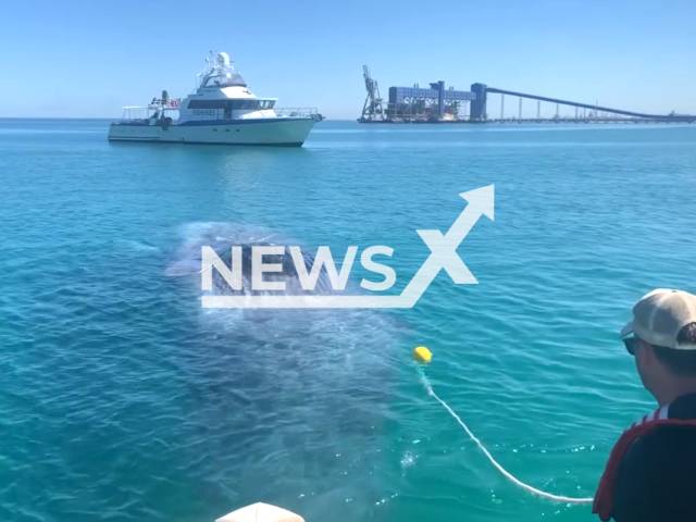 A deceased 18-metre-long sperm whale is removed on the water at from Rockingham Beach, WA, Australia, on Wednesday, Dec. 13,2023. Note: Picture is a screenshot from the video. (@WAParksWildlife/Clipzilla)