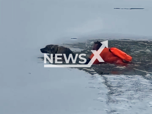 Rescuers save a dog from drowning in Pavlovsky Posad, Moscow, Russia, undated. The dog's owners were not found on the spot. Note: Picture is screenshot from a video. (mchs/Newsflash)