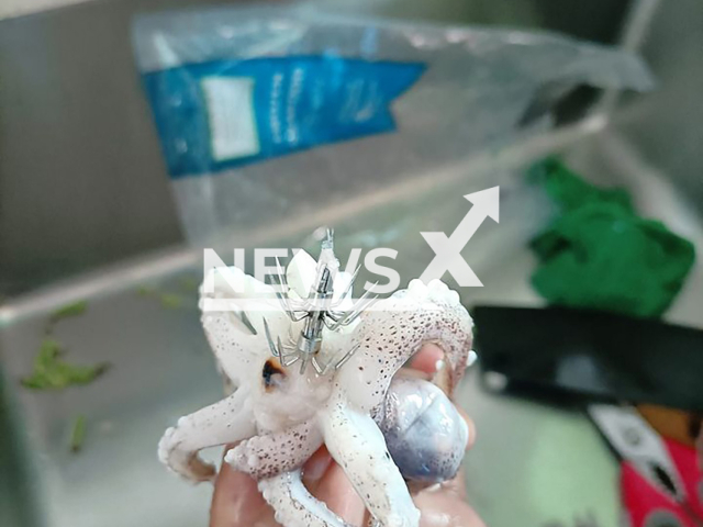 Photo shows a hook lodged into a squid, undated. A customer claimed to find a scary-looking metal hook in a pack of frozen squid bought from a Sheng Siong supermarket in Bukit Batok in Singapore. Note: Picture is private (Newsflash)