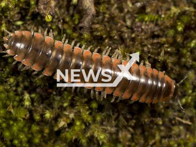 A newly described millipede, Nannaria swiftae, is named after the U.S. singer-songwriter Taylor Swift. Note: Images provided by Derek Hennen under (CC BY 4.0): https://creativecommons.org/licenses/by/4.0/ (Dr Derek Hennen/Newsflash)