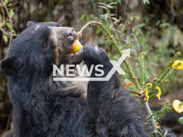 Photo shows Spectacled bear at Schoenbrunn Zoo, undated. The animal enjoyed Christmas tree decorated with goodies. Note: Licensed photo(Daniel Zupanc/Newsflash).