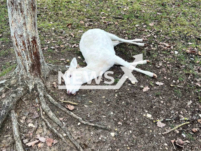 Picture shows the deer, undated. Ralf Schumacher, 48, mourns the loss of one of his deer. Note: Private photo. (@ralfschumacher_rsc/Newsflash)