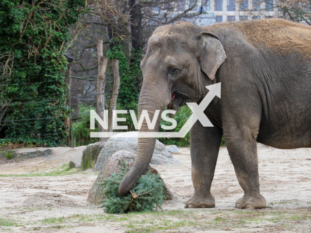 Picture shows an elephant with a Christmas tree, undated. In Berlin Zoo and Tierpark, Christmas trees are traditionally eaten. Note: Press photo. (Berlin Zoo/Newsflash)