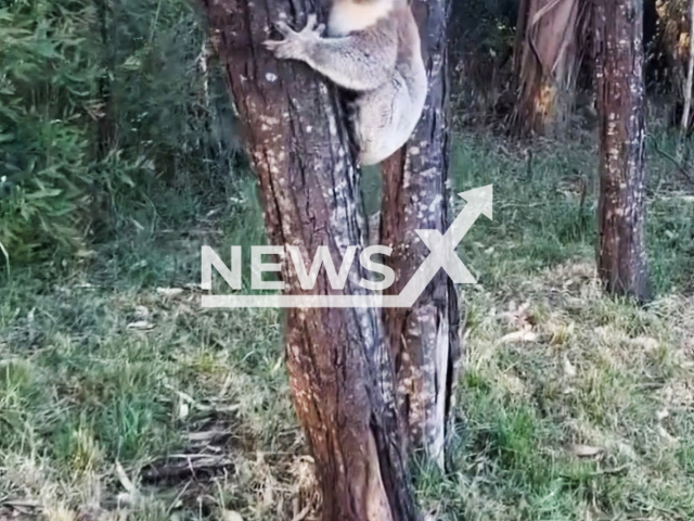 Ben Moore spots a koala on a tree, Dec. 20, 2023. Ben Moore from Blackburn South, a suburb of Melbourne, recorded the video showing the composed marsupial sitting on a tree near one of his remote apiaries. Note: Picture is a screenshot from the video. (Ben Moore/Newsflash)