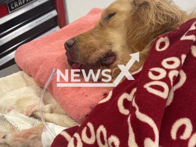 Picture shows the dog Leo, undated. It fell from a cliff in Oregon, US, on New Year’s Day. Note: Private photo. (GoFundMe/Newsflash)