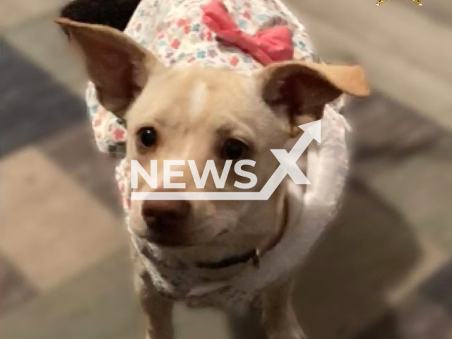 Picture shows pregnant Chihuahua named Daisy, undated. She was poisoned. Note: Police photo. (@polkcountysheriff/Newsflash)