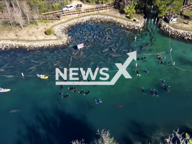 Hundreds of manatees warm up from the chilly temperatures at Three Sisters Springs in Crystal River, Florida, USA, in January, 2024. A project repaired the eroded shoreline and will help prevent future erosion caused by manatee and human activity.  Note: Picture is screenshot from a video. (Southwest Florida Water Management District/Newsflash)