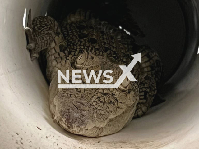 Picture shows the crocodile in Cape Hillsborough, Australia, on Monday, Jan. 7, 2023. Residents spotted what they initially thought was a goanna lizard, but turned out to be a crocodile in their chicken coop. Note: Government agency photo (Queensland Environment/Newsflash)