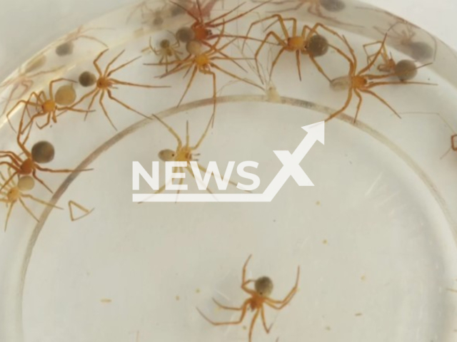 Picture shows poisonous spiders in the home of a man who had his finger amputated after being bitten, undated. Wilker Guimaraes had his index finger amputated after the limb became necrotic as a result of the venom. Note: Image is a screenshot from video. (Newsflash)