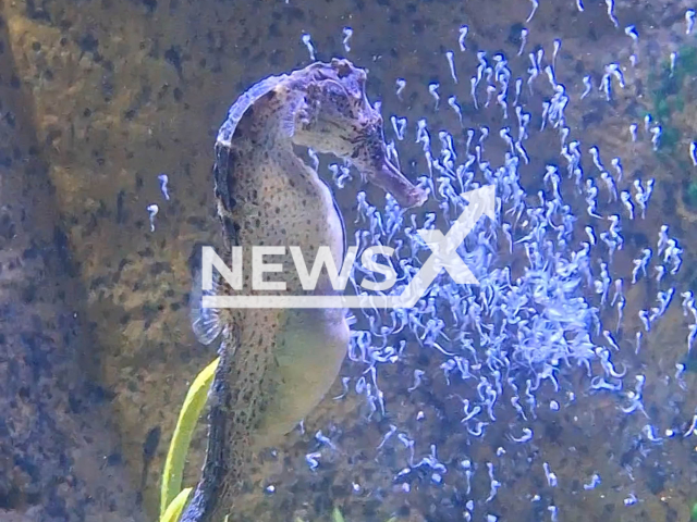 Video shows seahorse giving birth to more than 300 babies in aquarium in Balneario Camboriu, Brazil, Tuesday, Jan. 16, 2024. Note: Picture is screenshot from a video. (Oceanic Aquarium/Newsflash)