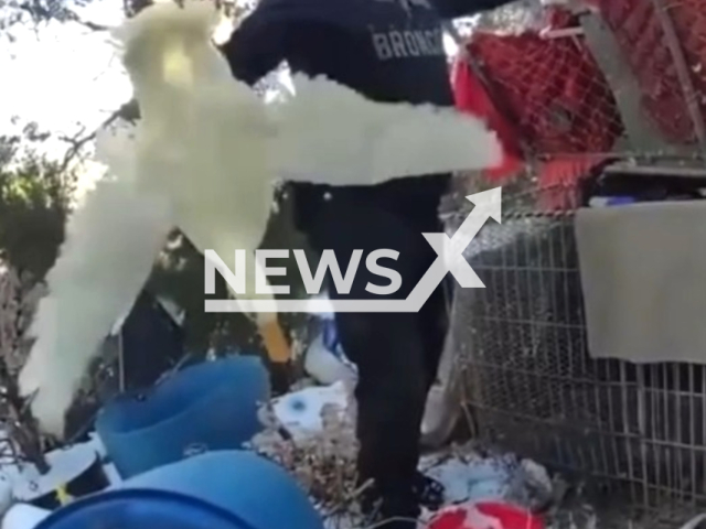 Police investigate a house for severe hoarding, animal cruelty, and elder neglect in Bernalillo County, New Mexico, USA. Note: Picture is a screenshot from the video. (@BCSONM/Clipzilla)