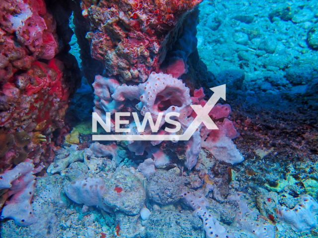 An illustrative image of a coral reef. Note: Picture is from a press release (IntelliReefs/Newsflash)