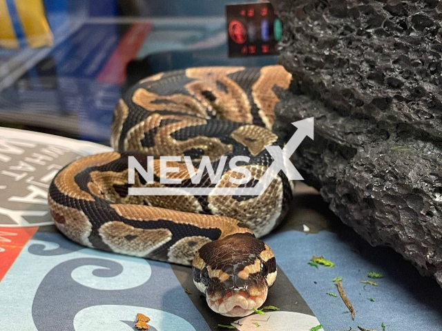 The python that the shoppers find on the shelves in Bloomington Walmart in Indiana, USA. Note: Photo from City of Bloomington Animal Care and Control. (@COBAnimalShelter/Newsflash)