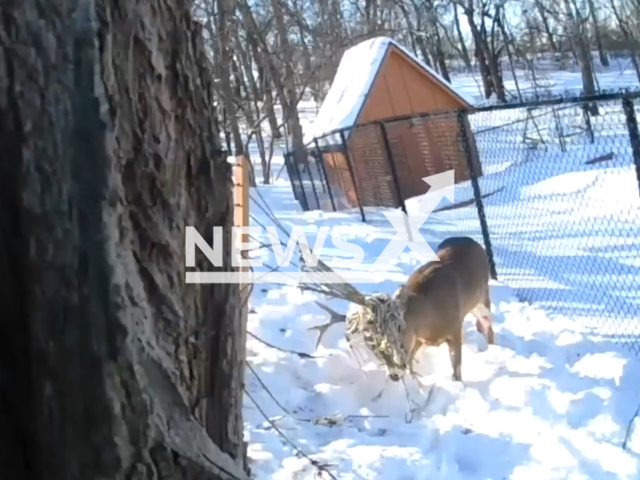 A deer whose antlers got tangled in a hammock is rescued by two police officers in Sioux City, Iowa, USA, on Monday, Jan. 22, 2024. Note: Picture is a screenshot from the police. (City of Sioux City Police Department/Clipzilla)