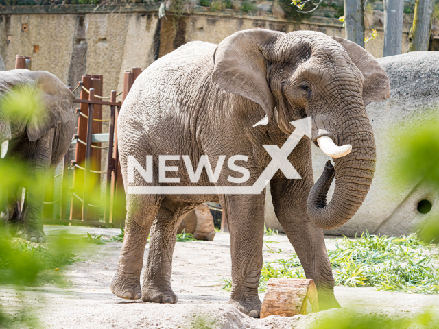 The 30-year-old African elephant named Tusker from the Basel Zoo located in Switzerland. Note: We have obtained permission to use this photo from Corinne Moser. (Zoo Basel/Newsflash)