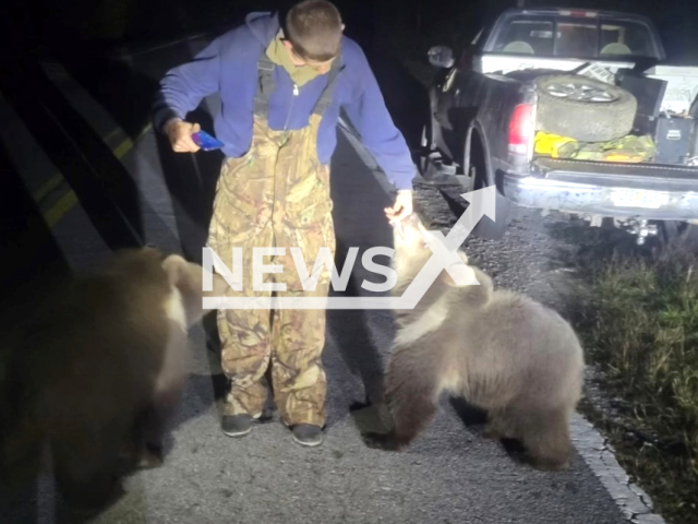 Police officer finds Kodiak cubs, wandering on a road, in Okaloosa, Florida, USA, on Dec. 5, 2023. Note: Picture is a screenshot from the video. (Okaloosa County Sheriff's Office/Clipzilla)